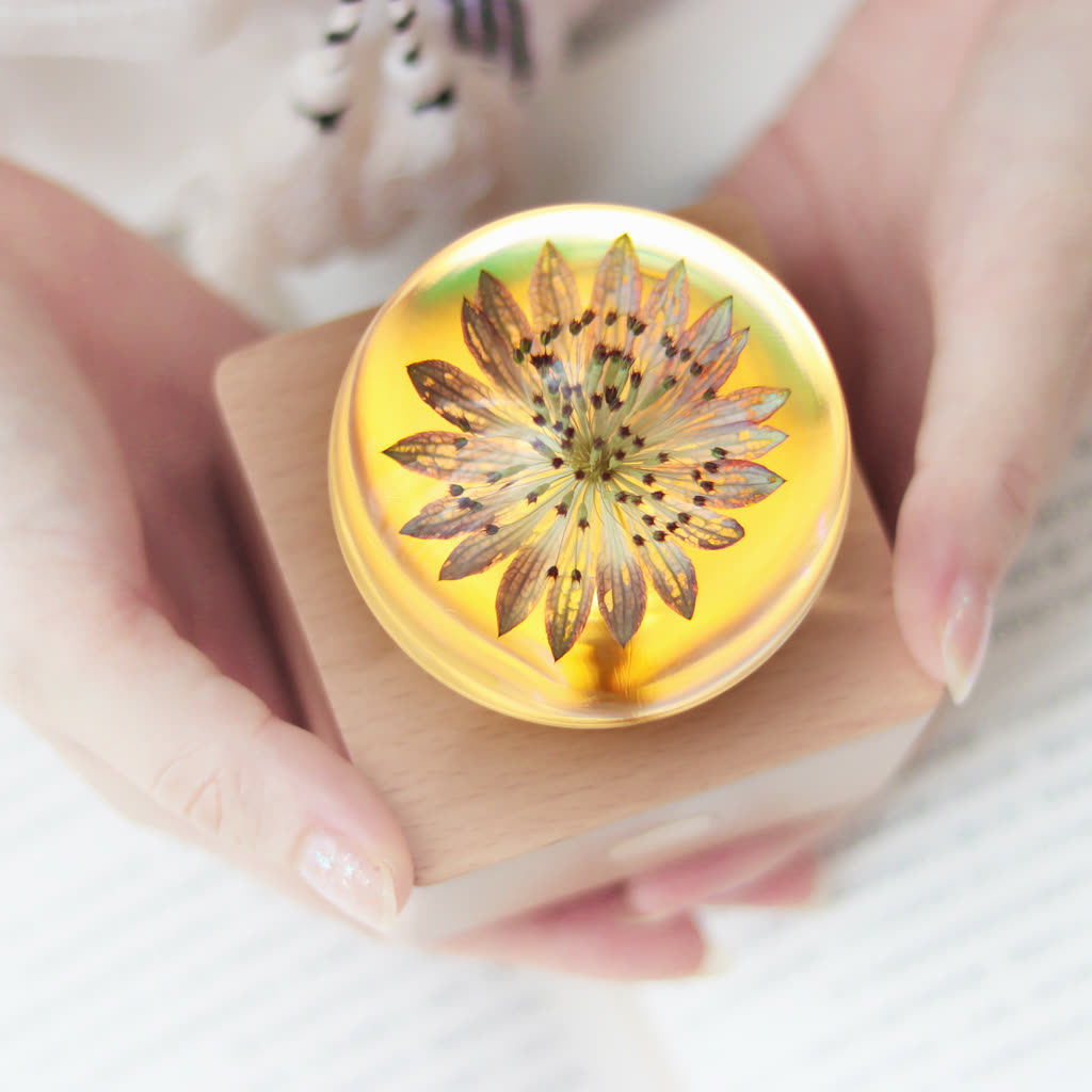 Astrantia preserved star flower lamp