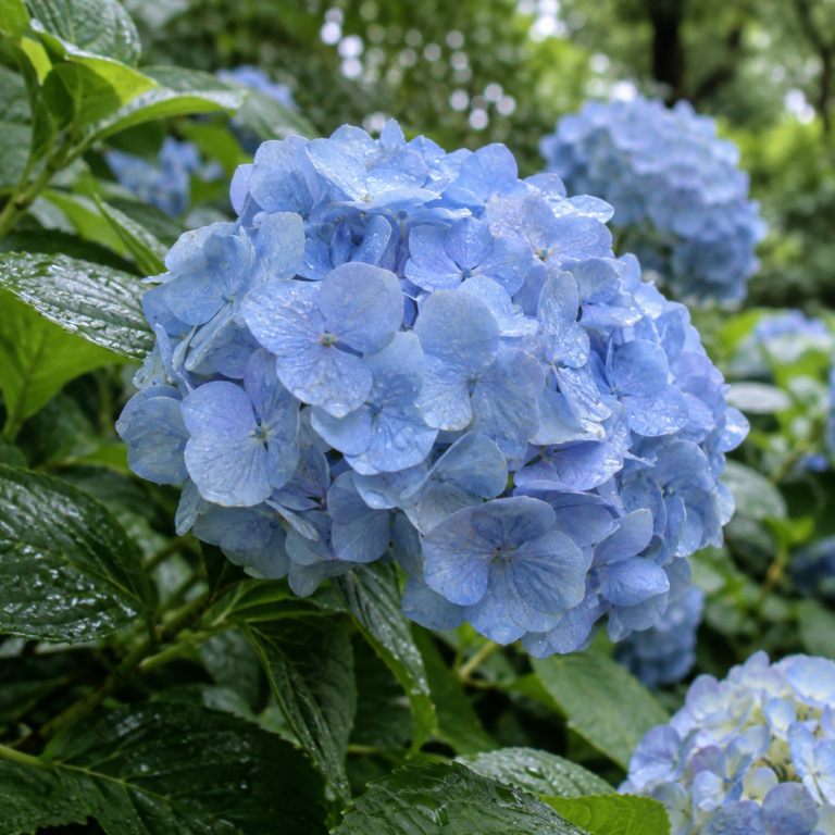 Blue hydrangea flowers growing on a rain-freshened garden shrub
